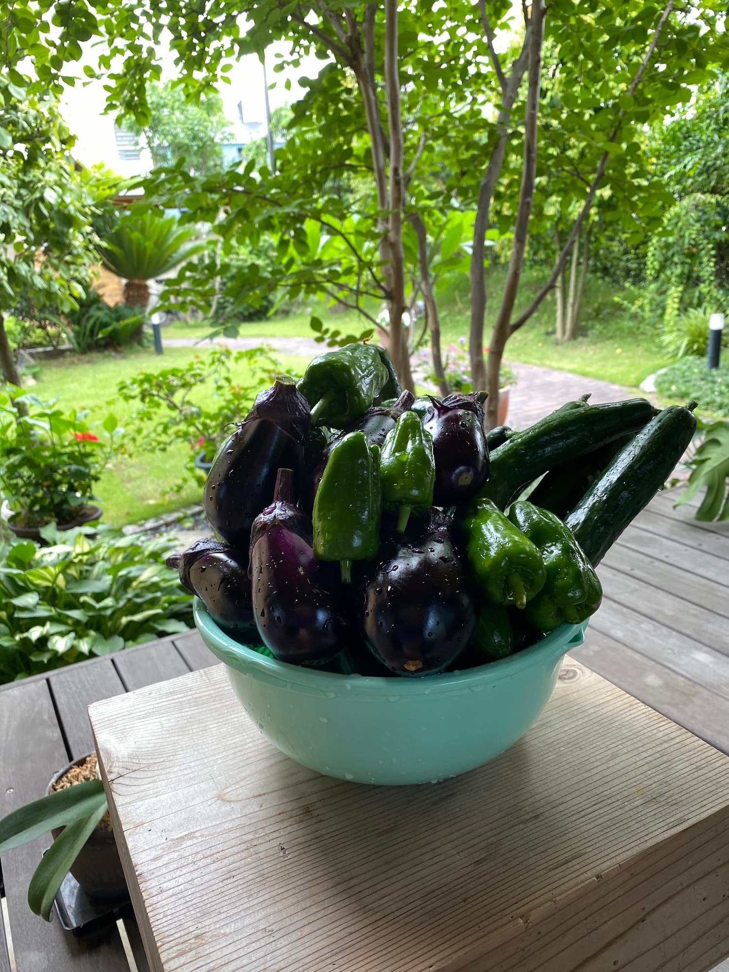 夏野菜の収穫