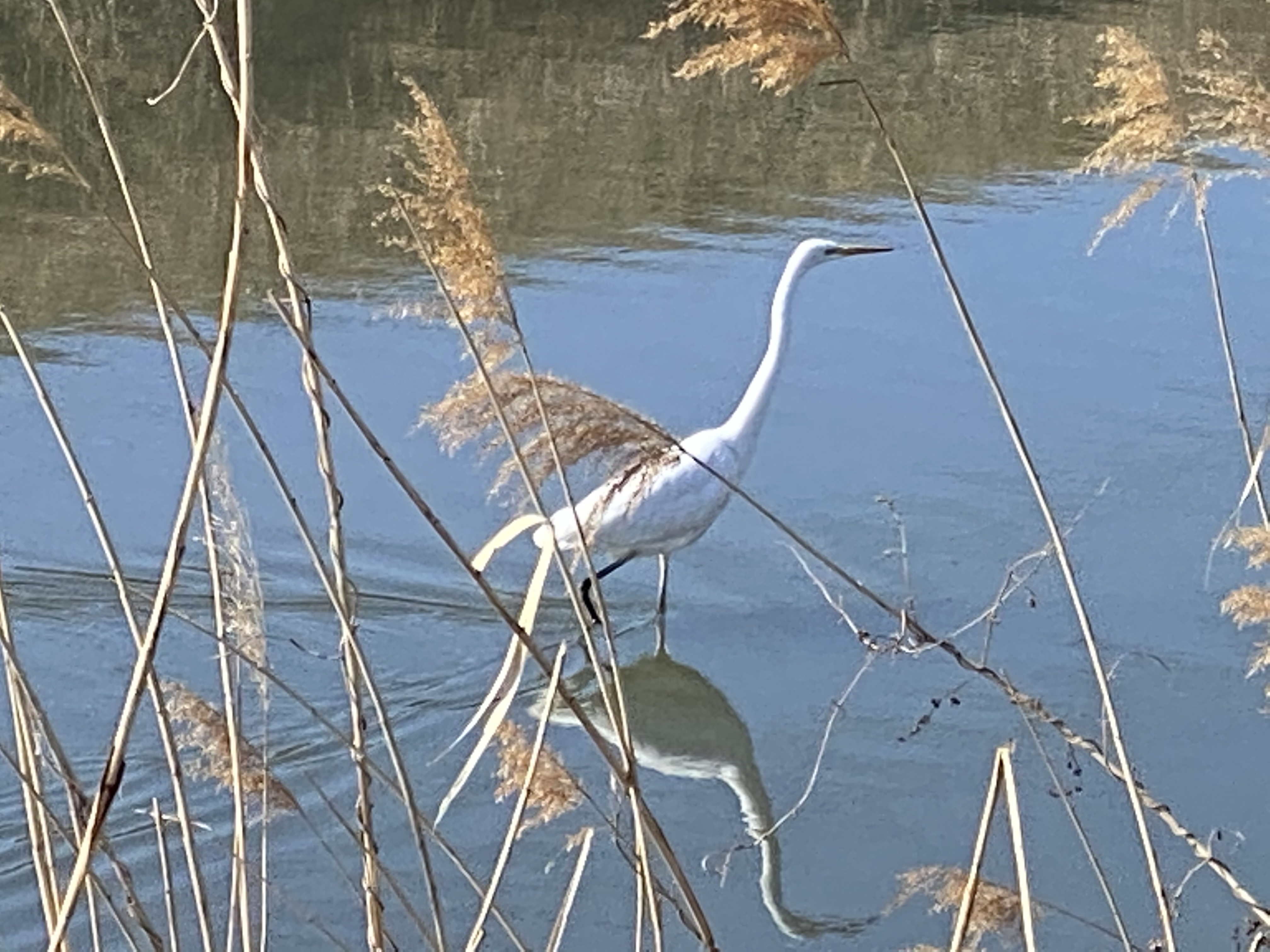 シラサギ