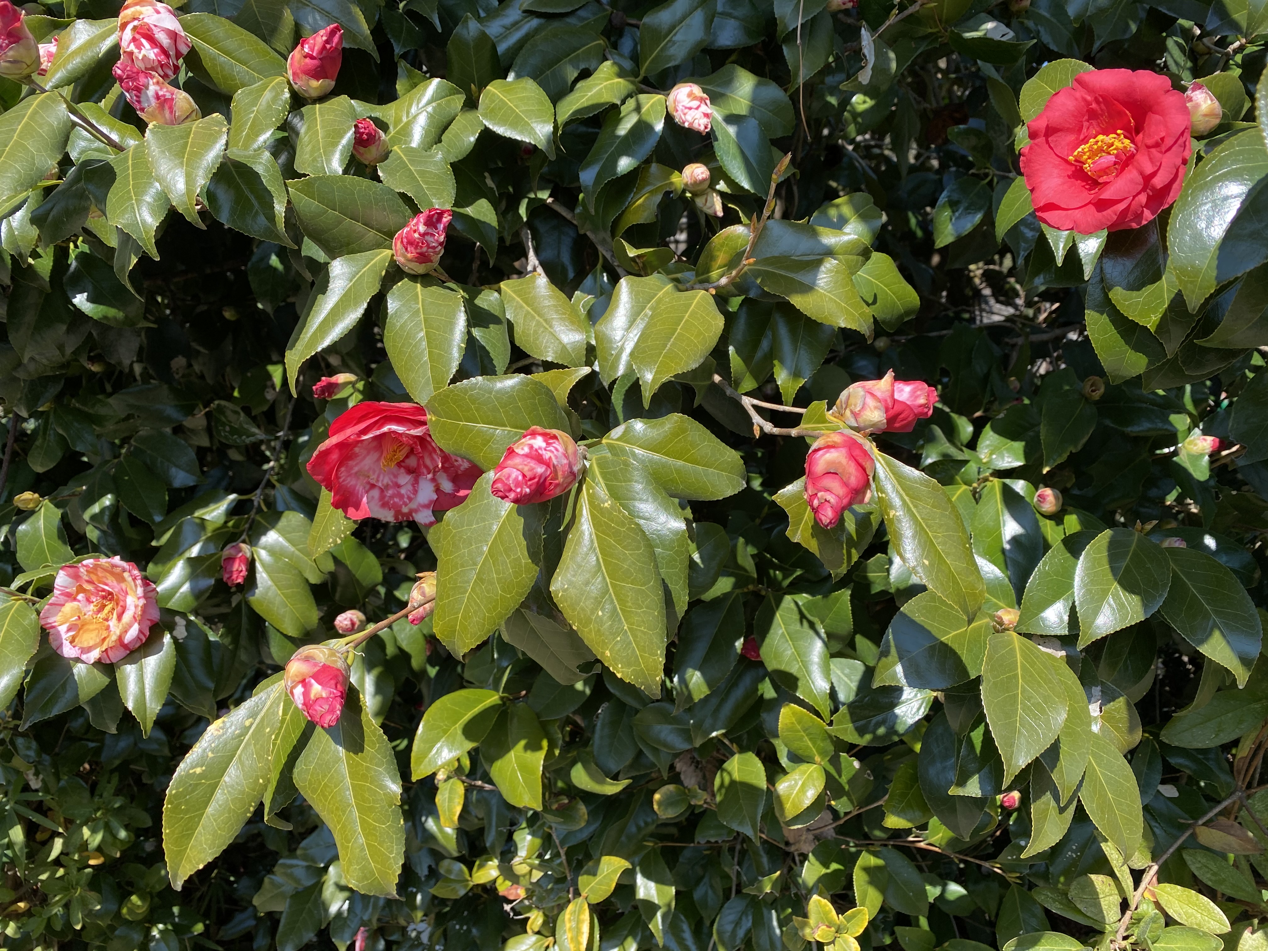 内牧公園のツバキ