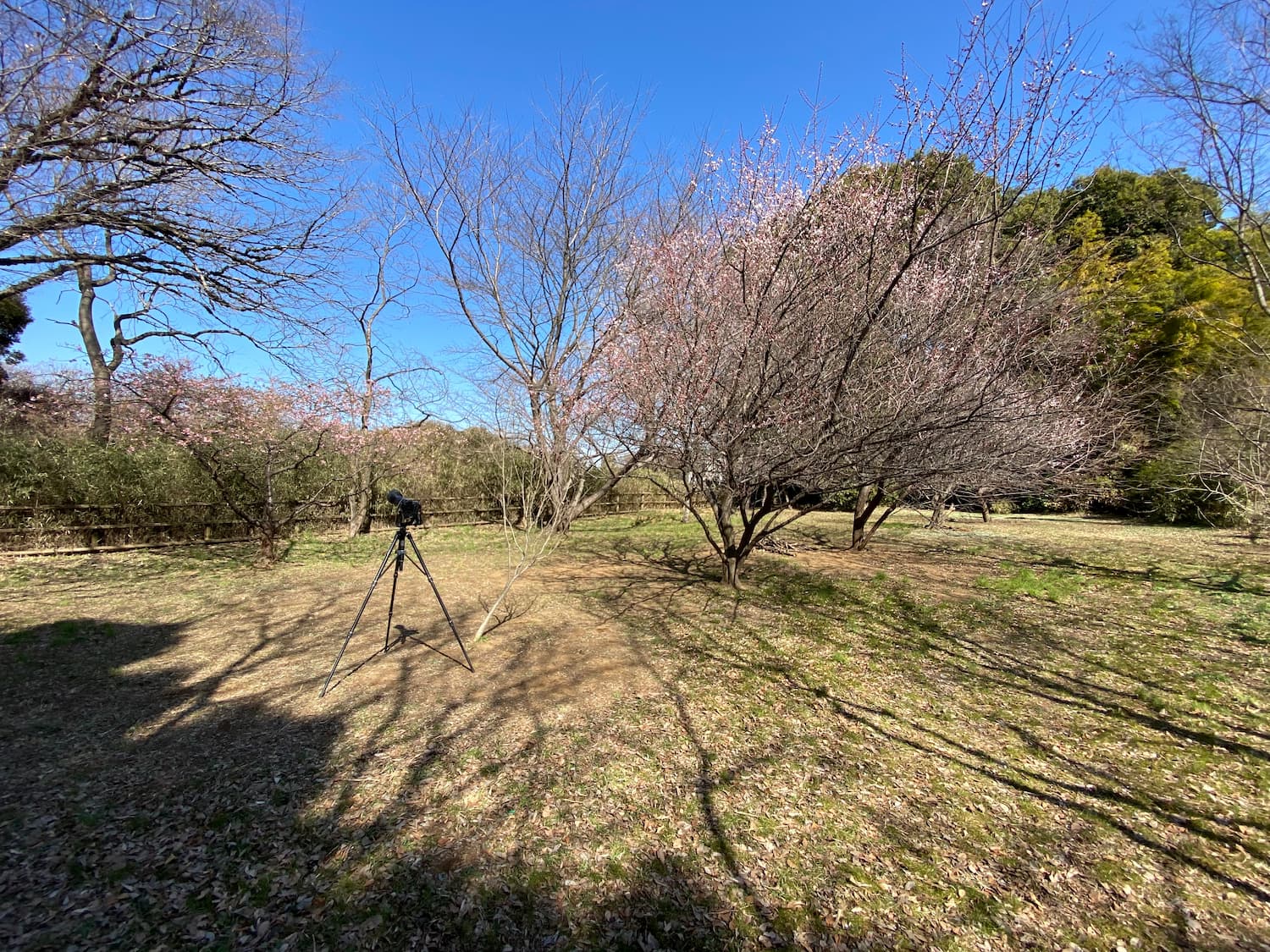 内牧公園の河津桜