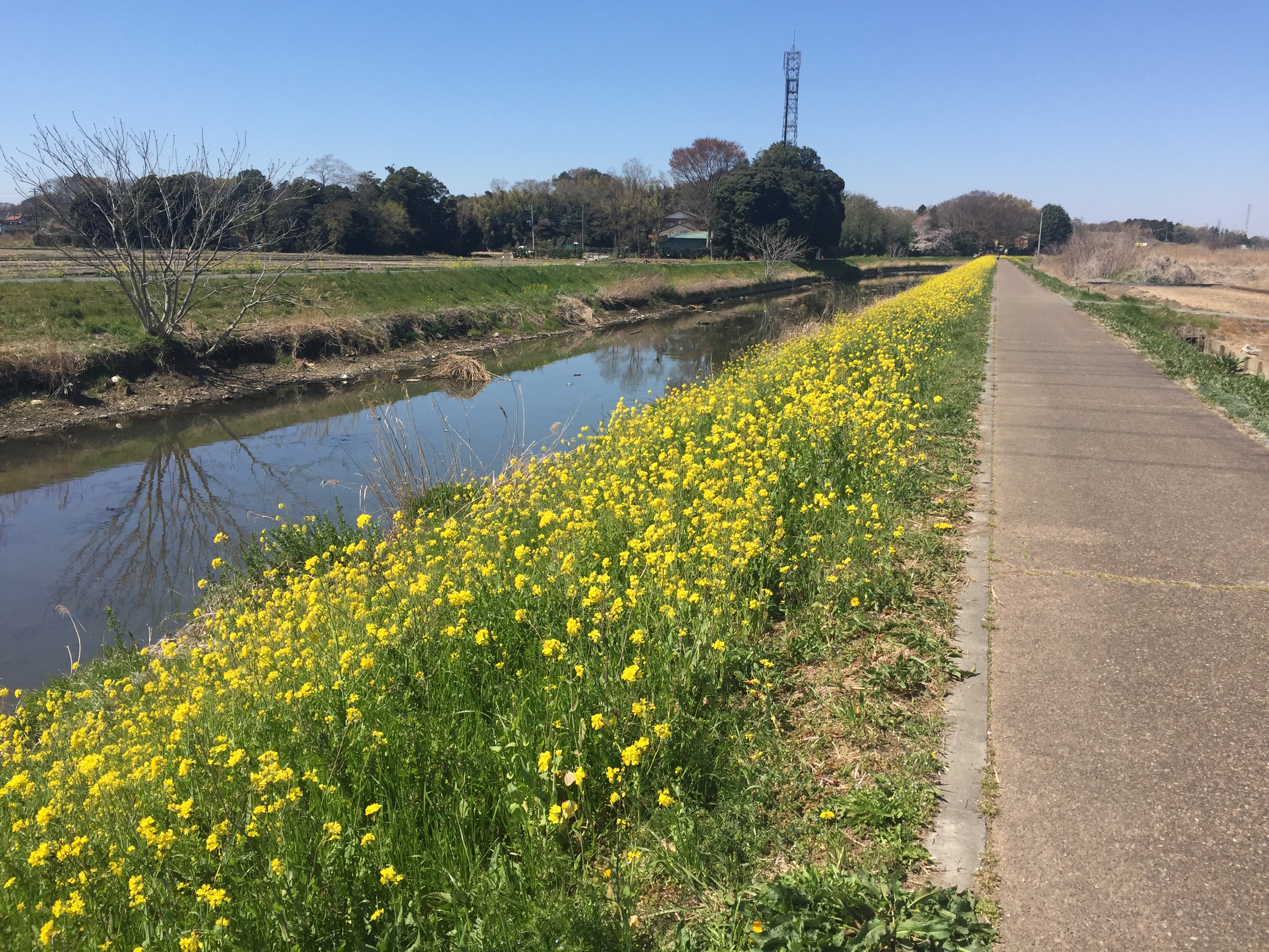 川べりの菜の花