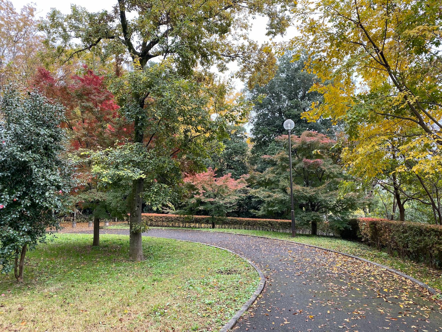 内牧公園の紅葉