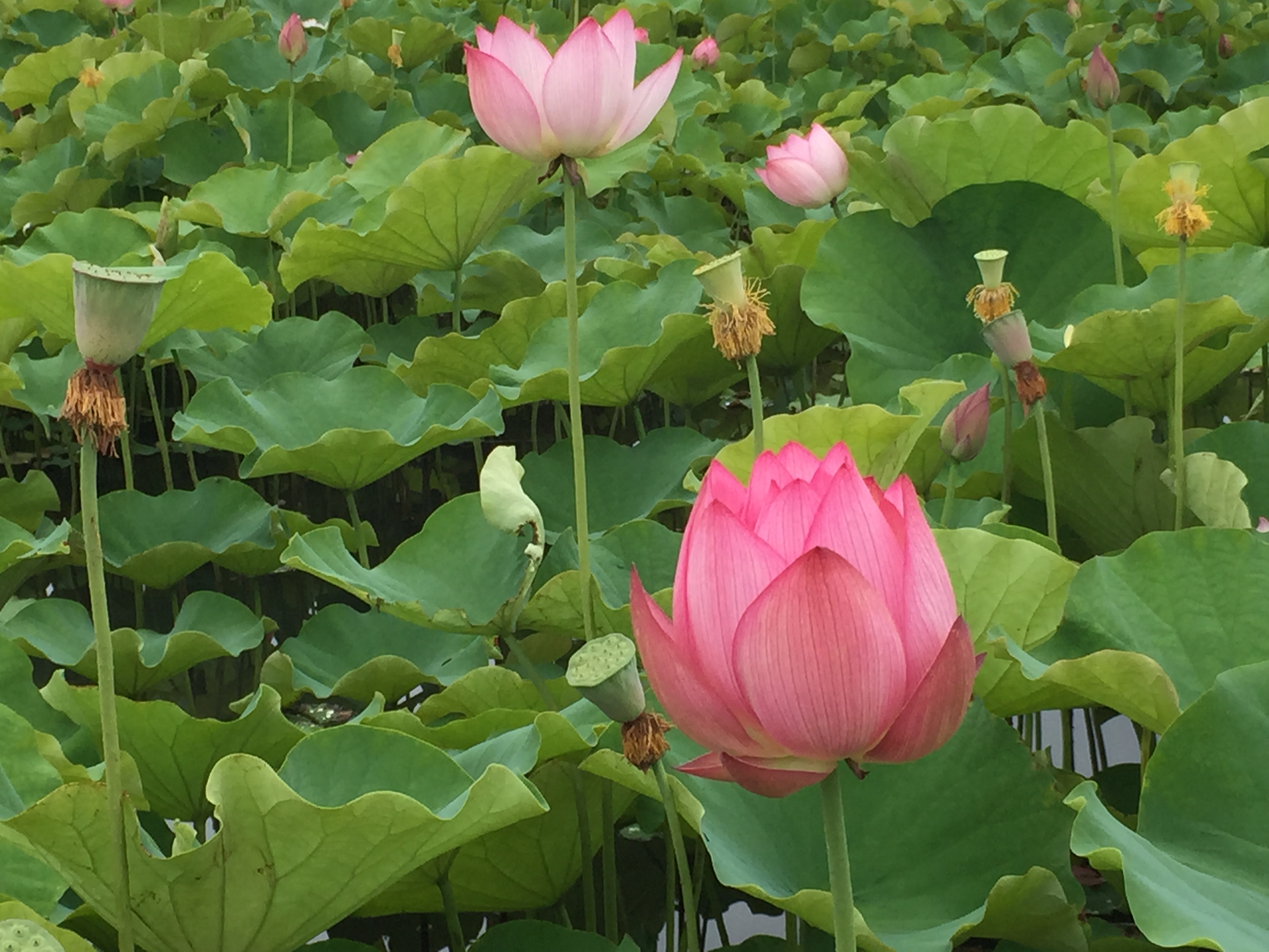 蓮の花