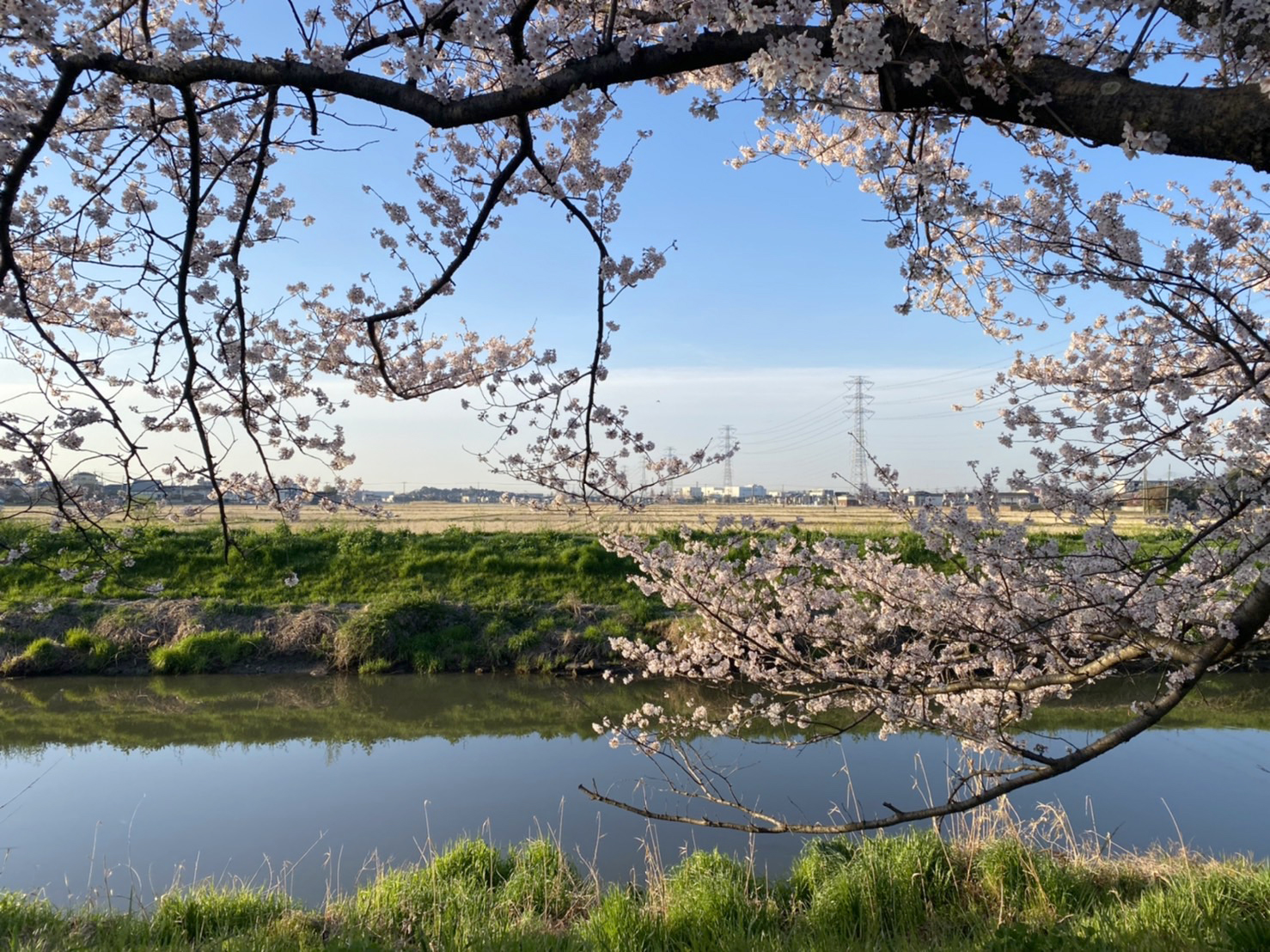 桜並木