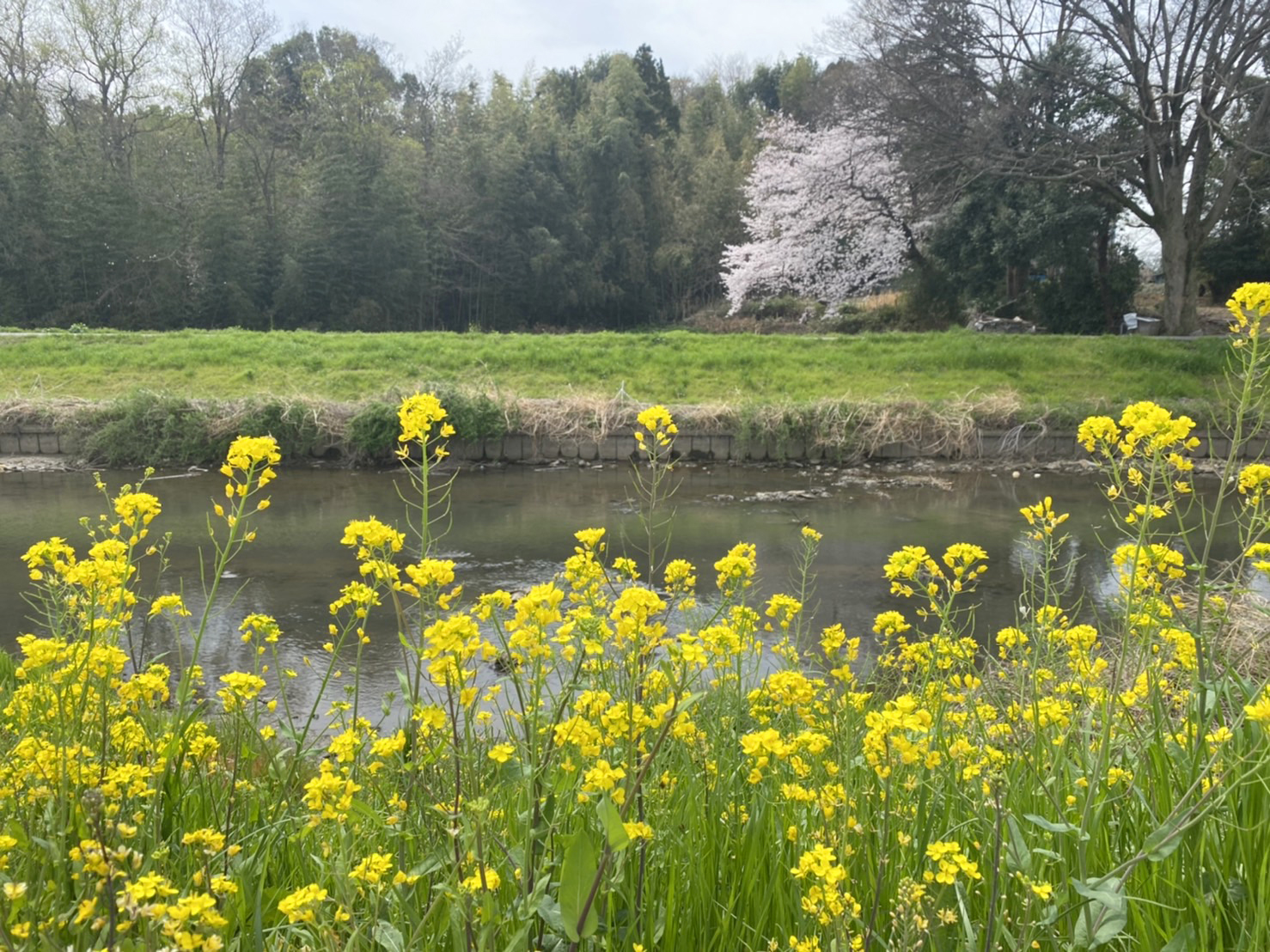 菜の花畑