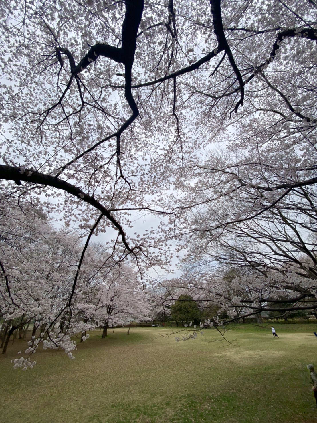 桜並木