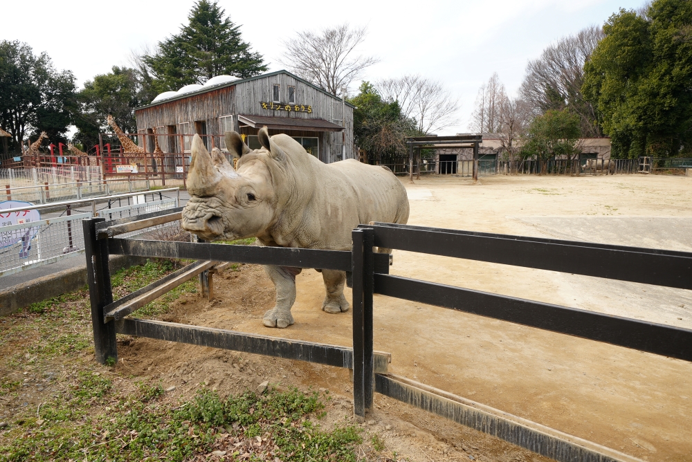 東武動物公園のサイ