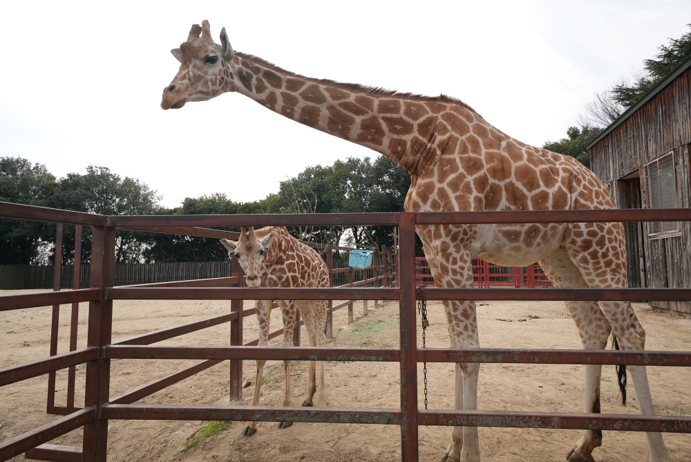 東武動物公園のキリン