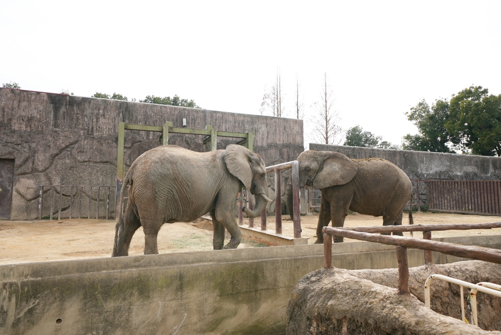 東武動物公園のゾウ