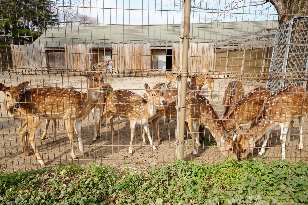 東武動物公園の様子