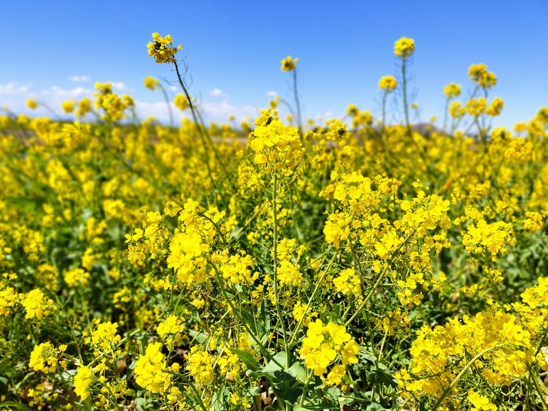 菜の花