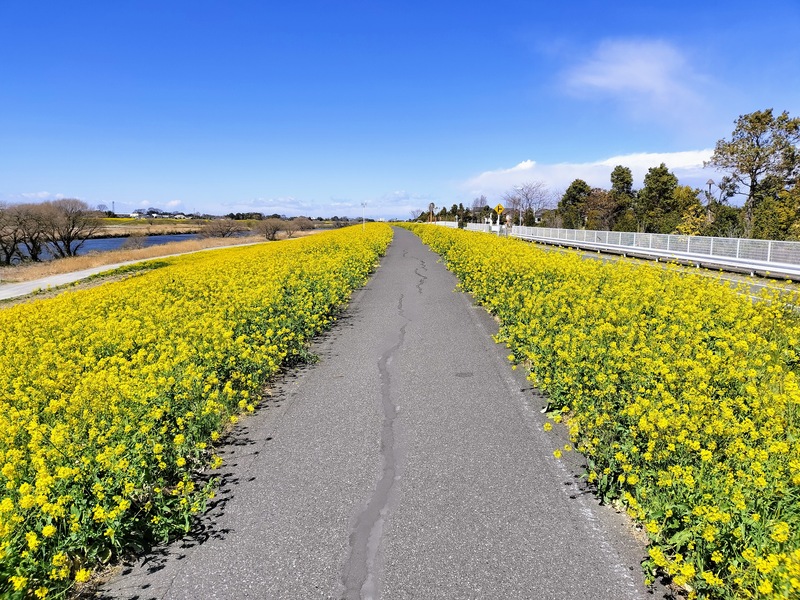 江戸川の土手の菜の花