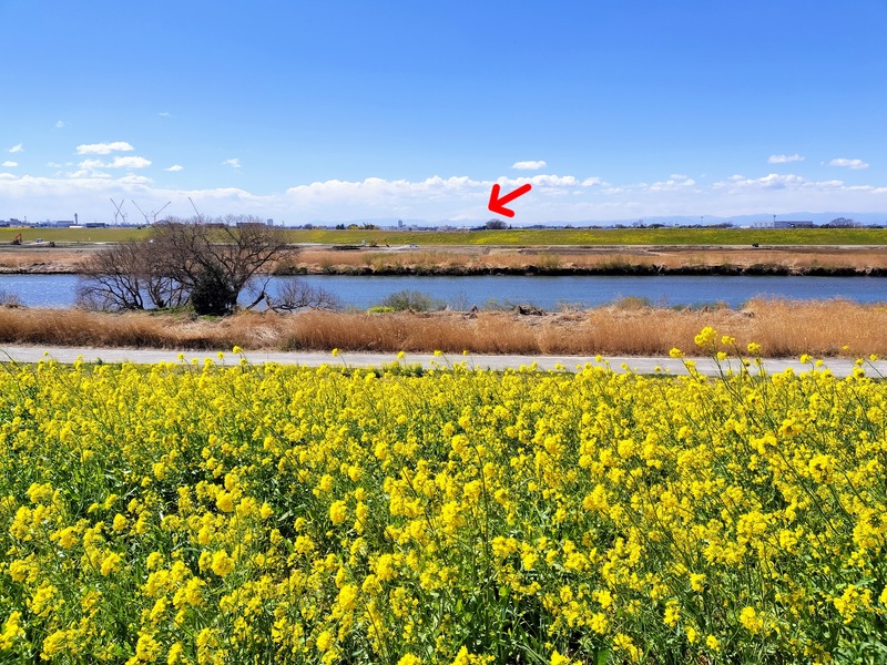 富士山と菜の花