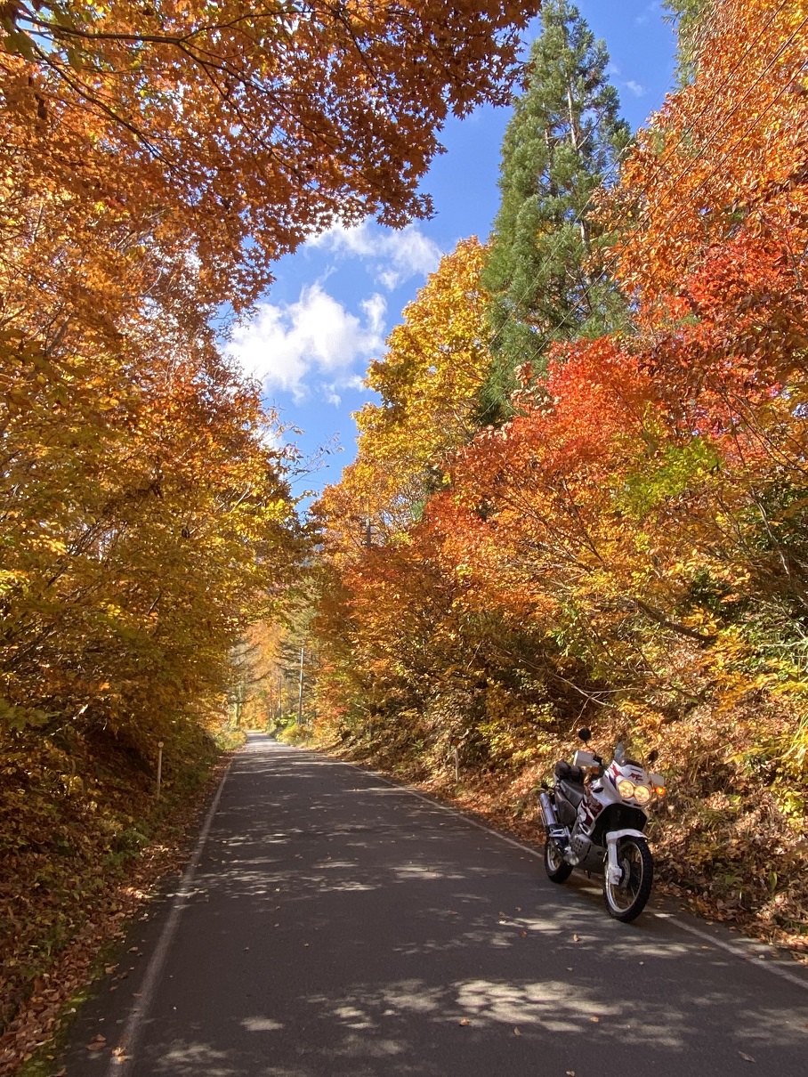 紅葉の回廊