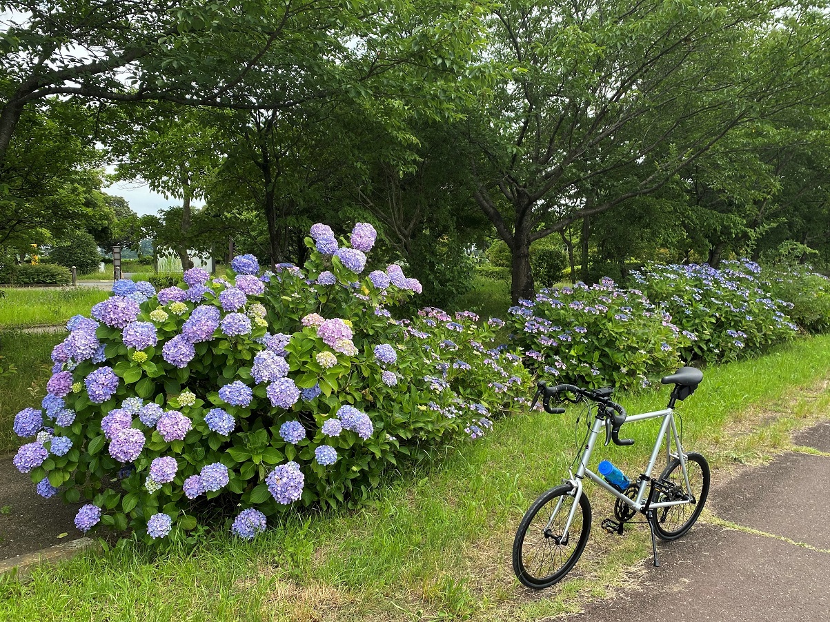 紫陽花